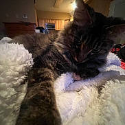 Clementine is registered to the contest to win money with this photo: animal, blanket, cat, closeup, cozy, ears, feline, fluffy, fur, furniture, home, indoor, kitchen, paw, pet, relaxed, resting, soft, tabby, whiskers