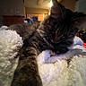 animal, blanket, cat, closeup, cozy, ears, feline, fluffy, fur, furniture, home, indoor, kitchen, paw, pet, relaxed, resting, soft, tabby, whiskers