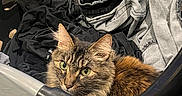 Clementine is registered to the contest to win money with this photo: black_clothes, cat, closeup, clothes, cozy, curious, denim, domestic, fabric, feline, fur, green_eyes, grey_clothes, household, indoor, laundry_basket, pet, resting, tabby_cat, whiskers