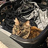 Clementine is registered to the contest to win money with this photo: cat, laundry_basket, clothes, tabby_cat, indoor, pet, feline, green_eyes, curious, cozy, resting, household, fabric, black_clothes, denim, grey_clothes, closeup, domestic, fur, whiskers