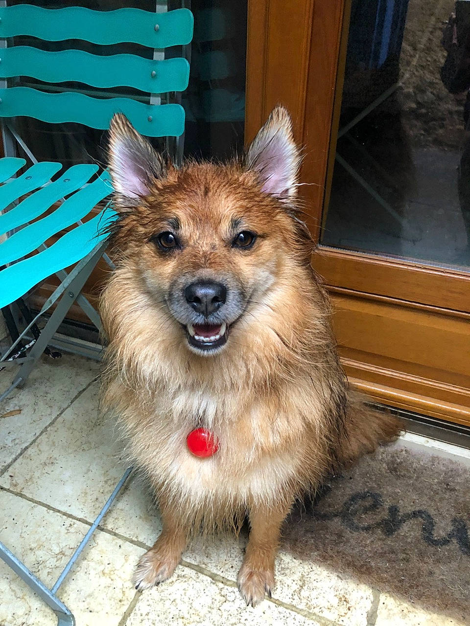 Ike a rejoint le concours — aidez-le/la à gagner de superbes lots ! canidae, carnivore, dog, dog_breed, fawn, german_spitz, mammal, norwich_terrier, rare_breed_dog, vertebrate