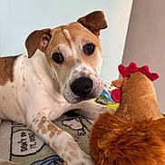 Rhea is registered to the contest to win money with this photo: dog, pet, toy_chicken, plush_toy, blanket, paw, nose, brown_and_white, close_up, portrait, curious, looking_at_camera, indoor, cozy, whiskers, spots, soft_fur, bed, playful, companion