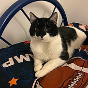 Rascal joined the competition — help win amazing prizes! animal, bed, bedding, black_and_white, cat, comfort, cute, ears, eyes, feline, football, fur, home, indoor, lying_down, pet, relaxed, resting, sports_theme, whiskers