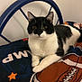 animal, bed, bedding, black_and_white, cat, comfort, cute, ears, eyes, feline, football, fur, home, indoor, lying_down, pet, relaxed, resting, sports_theme, whiskers