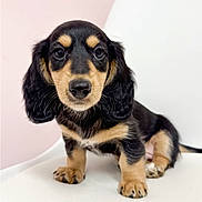Cooper joined the competition — help win amazing prizes! puppy, dog, dachshund, black_and_tan, cute, pet, animal, fur, small, sitting, whiskers, ears, snout, paw, indoor, portrait, young, closeup, adorable, looking