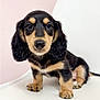puppy, dog, dachshund, black_and_tan, cute, pet, animal, fur, small, sitting, whiskers, ears, snout, paw, indoor, portrait, young, closeup, adorable, looking