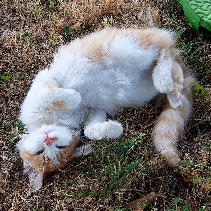Chopper participe au concours pour gagner de l'argent avec cette photo : animal, ball, canine, cat, clothing, dog, football, footwear, grass, kitten, person, pet, plant, puppy, shoe, sleeping, soccer, soccerball, soil, sport