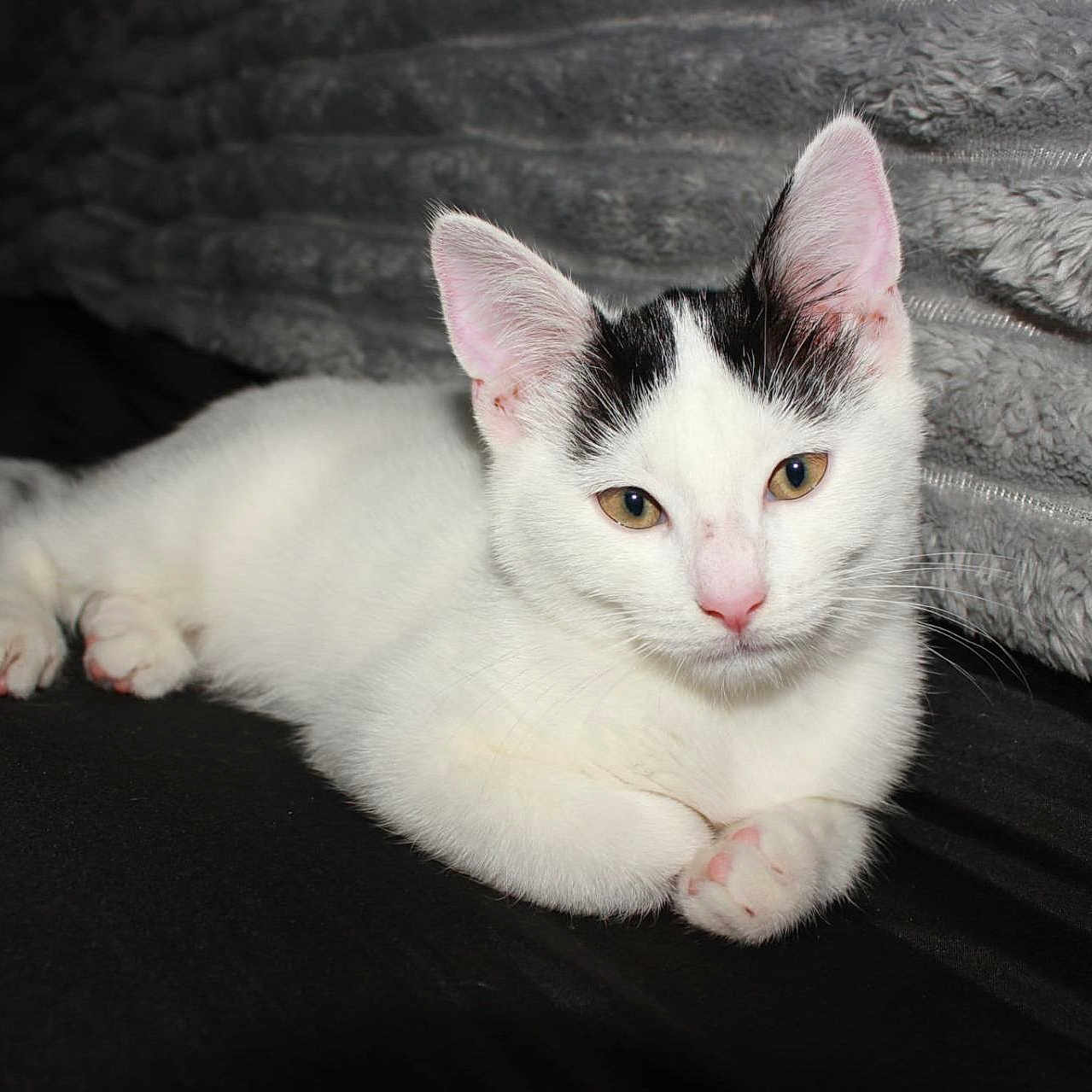 Chipie a rejoint le concours — aidez-le/la à gagner de superbes lots ! animal, black_markings, blanket, cat, cute, ears, feline, fur, indoor, kitten, lying_down, paws, pet, pink_nose, relaxed, resting, soft_texture, whiskers, white_cat, young_cat