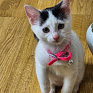 Chipie a rejoint le concours — aidez-le/la à gagner de superbes lots ! kitten, cat, pet, animal, white, black_markings, collar, bell, floor, wooden_floor, cute, young, small, indoor, looking_up, fur, whiskers, ears, paws, curious