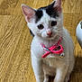 kitten, cat, pet, animal, white, black_markings, collar, bell, floor, wooden_floor, cute, young, small, indoor, looking_up, fur, whiskers, ears, paws, curious