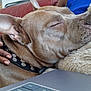 dog, sleeping, close_up, brown_fur, collar, hand, fingers, blanket, blue_clothing, couch, indoor, cozy, resting, pet, domestic_animal, relaxation, technology, laptop, comfort, human_interaction