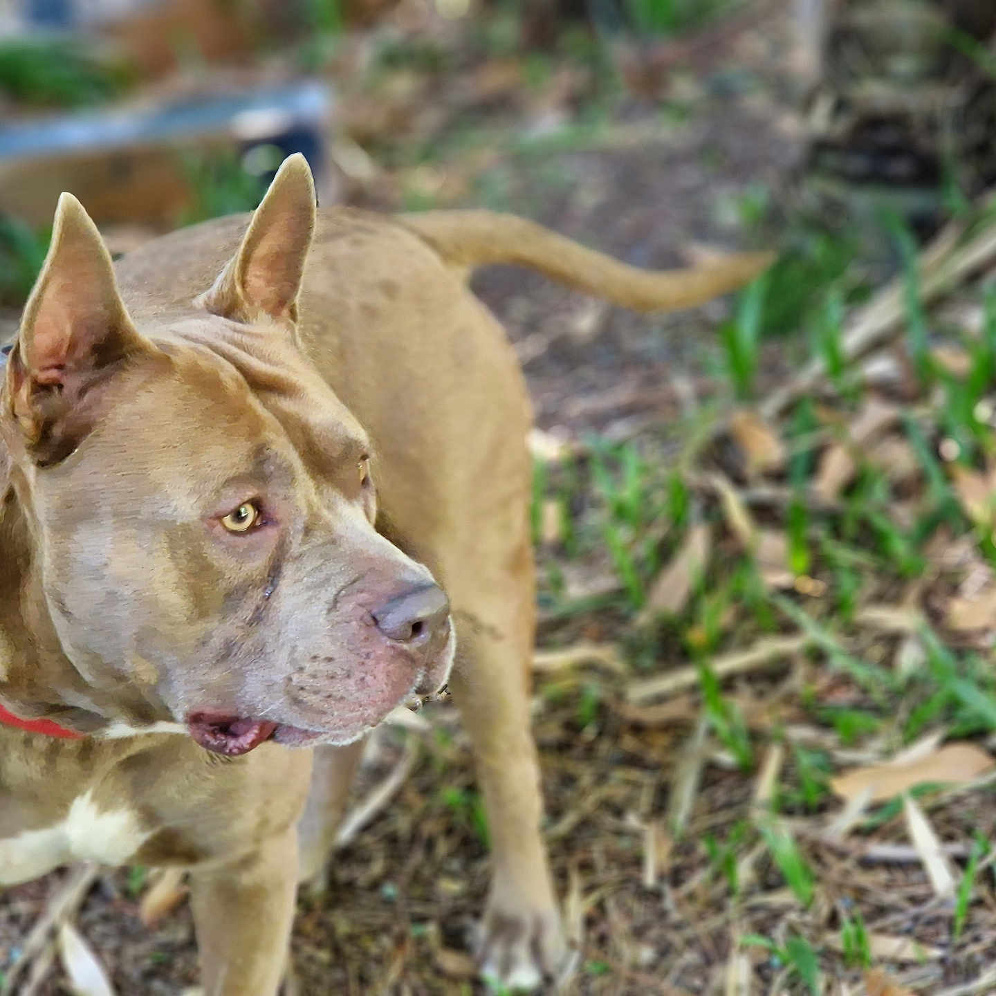 Oxy participe au concours pour gagner de l'argent avec cette photo : alert, animal, background_blur, brown_dog, canine, collar, dog, domestic_animal, ears, fur, grass, leaf_litter, looking_away, muzzle, nature, outdoor, pet, red_collar, side_view, standing