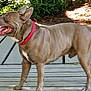 dog, canine, pet, outdoor, collar, tongue_out, wooden_deck, greenery, sunlight, happy, standing, brown_fur, short_hair, ears_up, daylight, nature, animal, side_view, mammal, domestic_animal