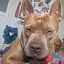 dog, pet, indoor, close_up, brown_dog, collar, paw_tag, blanket, furniture, refrigerator, magnets, photos, globe, household, ears, face, nose, paw, resting, portrait