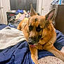 dog, german_shepherd, bed, blanket, indoor, furniture, television, dresser, clothing, tongue_out, relaxed, pet, canine, room, sleeping_area, comfort, household, domestic, animal, resting