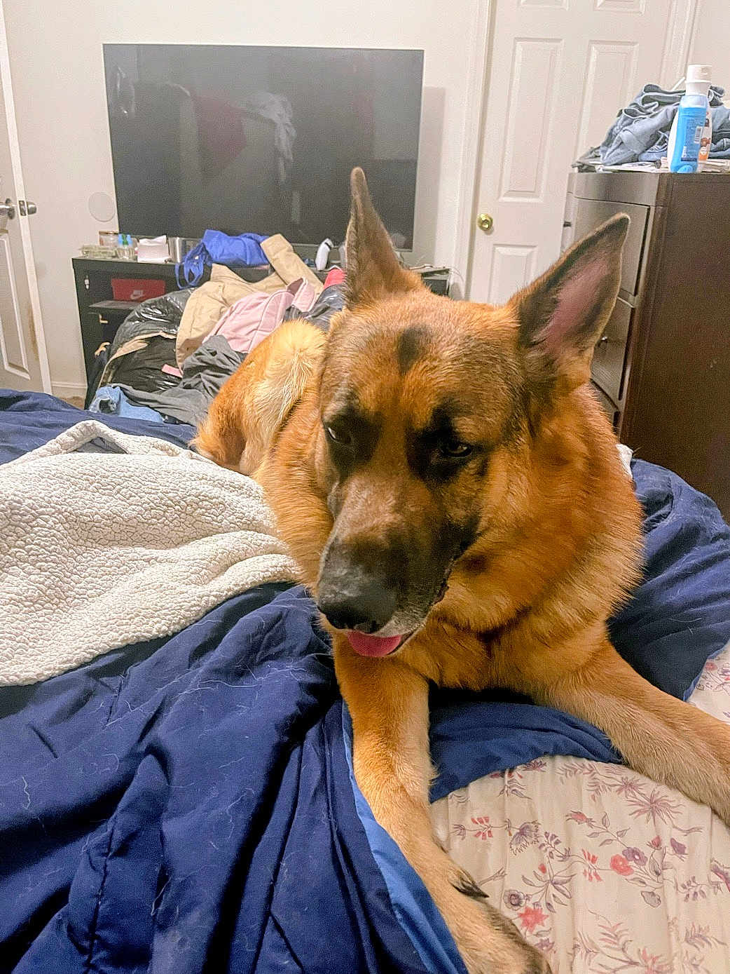 Mr Ghost joined the competition — help win amazing prizes! dog, german_shepherd, bed, blanket, pillow, television, dresser, clothes, indoors, room, pet, animal, relaxed, tongue_out, fur, ears, lying_down, comfort, home, furniture