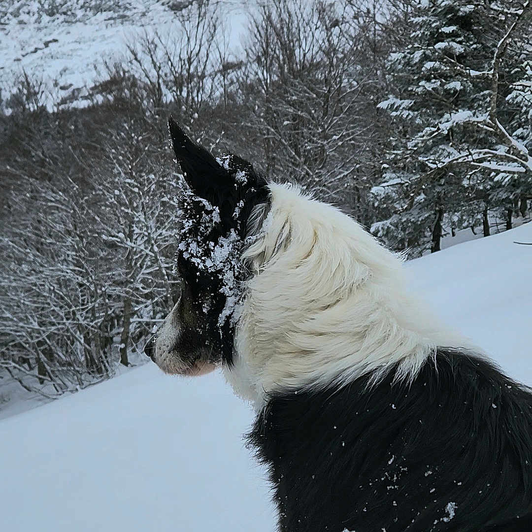 Neige
