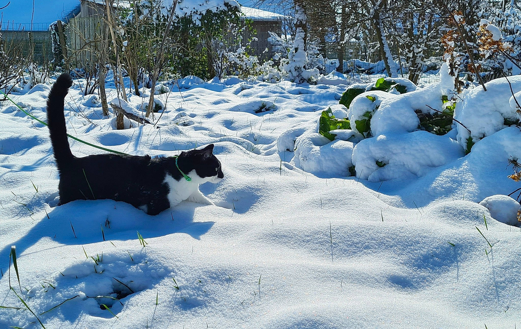 Nergal participe au concours pour gagner de l'argent avec cette photo : branch, carnivore, event, forest, freezing, frost, geological_phenomenon, glacial_landform, grass, landscape, natural_landscape, plant, sky, slope, snow, sunlight, tail, tree, twig, winter