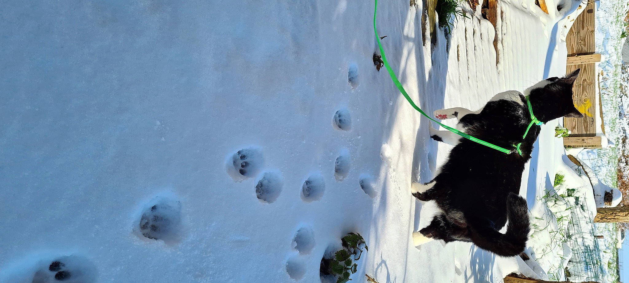 Nergal participe au concours pour gagner de l'argent avec cette photo : carnivore, cat, dog, dog_breed, felidae, freezing, grass, leash, organism, plant, recreation, reflection, shadow, small_to_medium_sized_cats, snow, tail, tree, water, whiskers, window