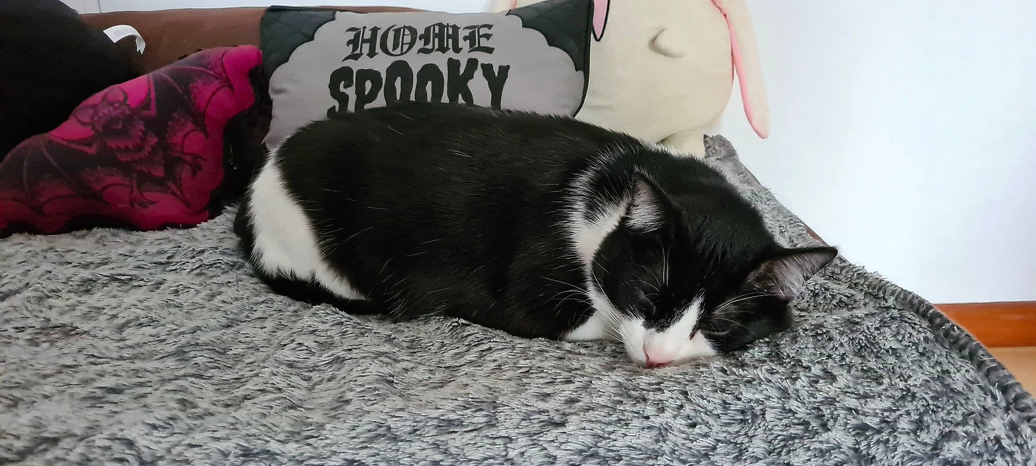 Ozzy a rejoint le concours — aidez-le/la à gagner de superbes lots ! black, carnivore, cat, comfort, domestic_short_haired_cat, felidae, foot, fur, grey, mammal, monochrome_photography, nap, paw, small_to_medium_sized_cats, snout, tail, toy, vertebrate, whiskers, white