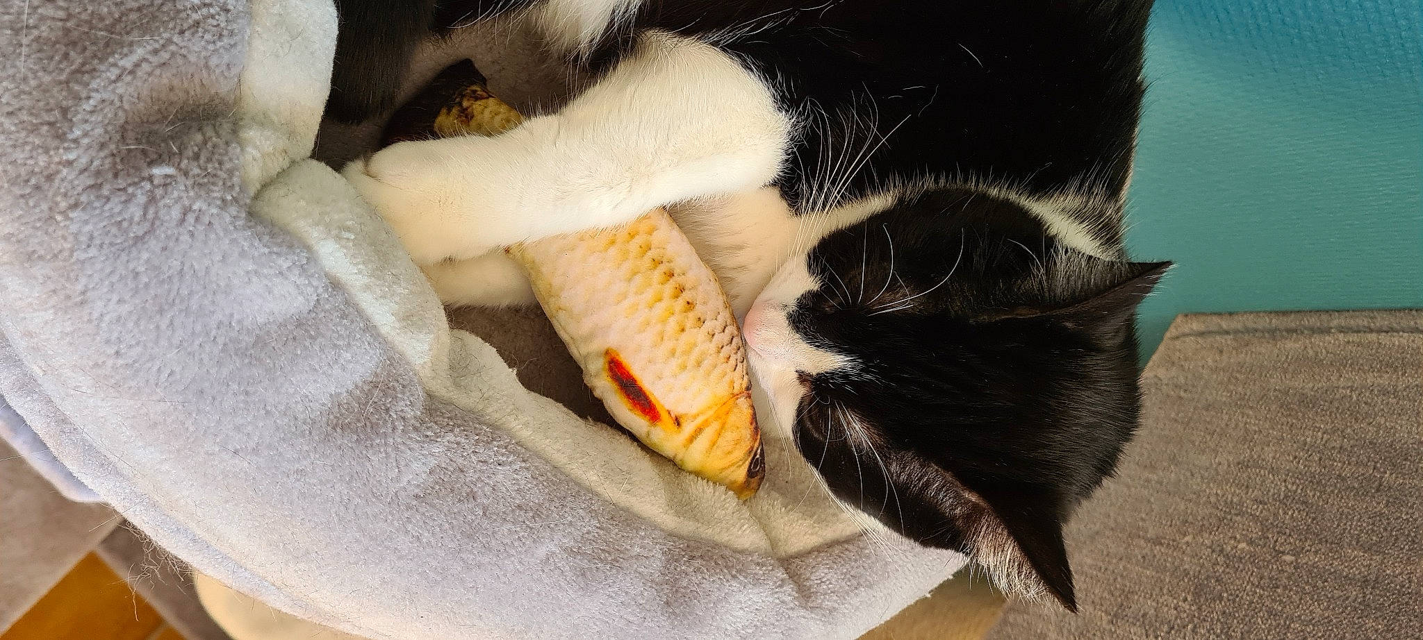 Ozzy a rejoint le concours — aidez-le/la à gagner de superbes lots ! beak, carmine, carnivore, cat, claw, comfort, comfort_food, felidae, fish, fur, linens, paw, recipe, small_to_medium_sized_cats, tail, terrestrial_animal, textile, toy, whiskers