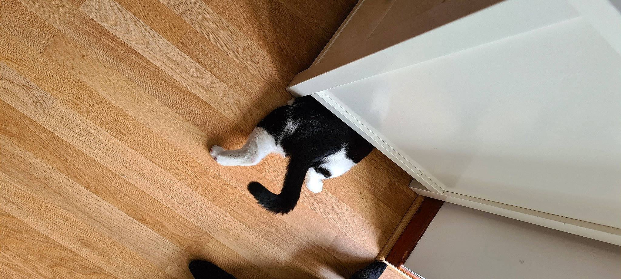 Ozzy participe au concours pour gagner de l'argent avec cette photo : carnivore, cat, comfort, felidae, floor, flooring, fur, hardwood, laminate_flooring, plywood, room, small_to_medium_sized_cats, sporting_group, stairs, tail, varnish, whiskers, wood, wood_flooring, wood_stain