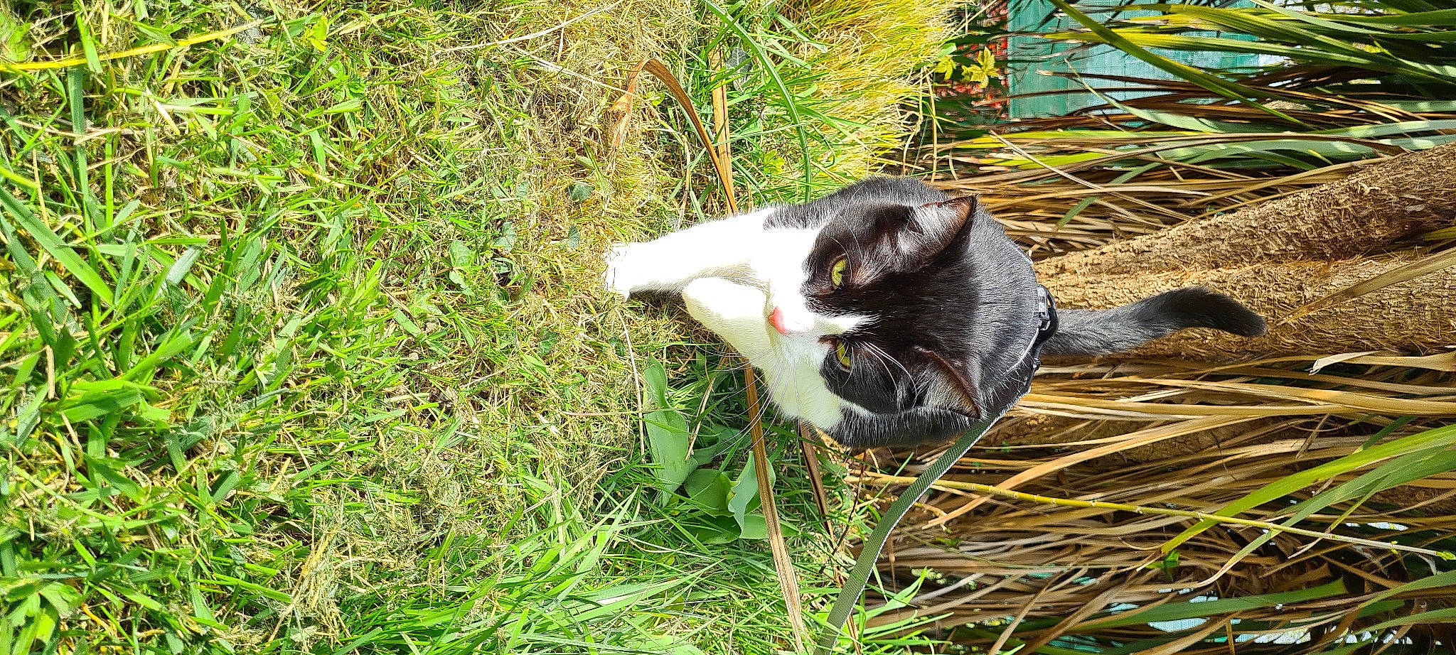 Ozzy a rejoint le concours — aidez-le/la à gagner de superbes lots ! canidae, carnivore, cat, dog_breed, domestic_short_haired_cat, felidae, fur, grass, grassland, groundcover, herbaceous_plant, lawn, pasture, paw, plant, small_to_medium_sized_cats, tail, terrestrial_animal, whiskers, wildlife