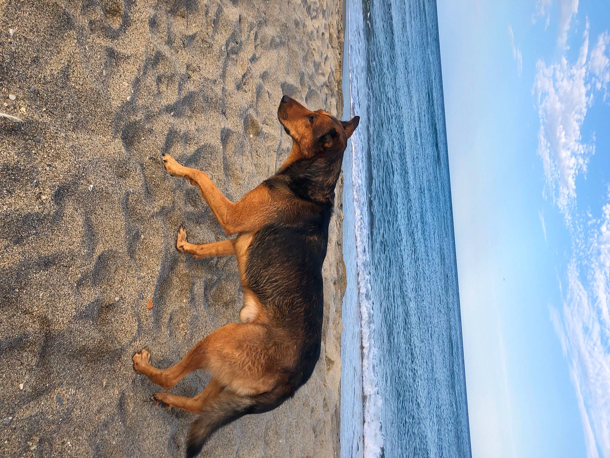 Mayto participe au concours pour gagner de l'argent avec cette photo : carnivore, cloud, dog, dog_breed, fawn, fur, landscape, paw, rock, sky, snout, sporting_group, street_dog, tail, terrestrial_animal, tree, trunk, water, winter, wood