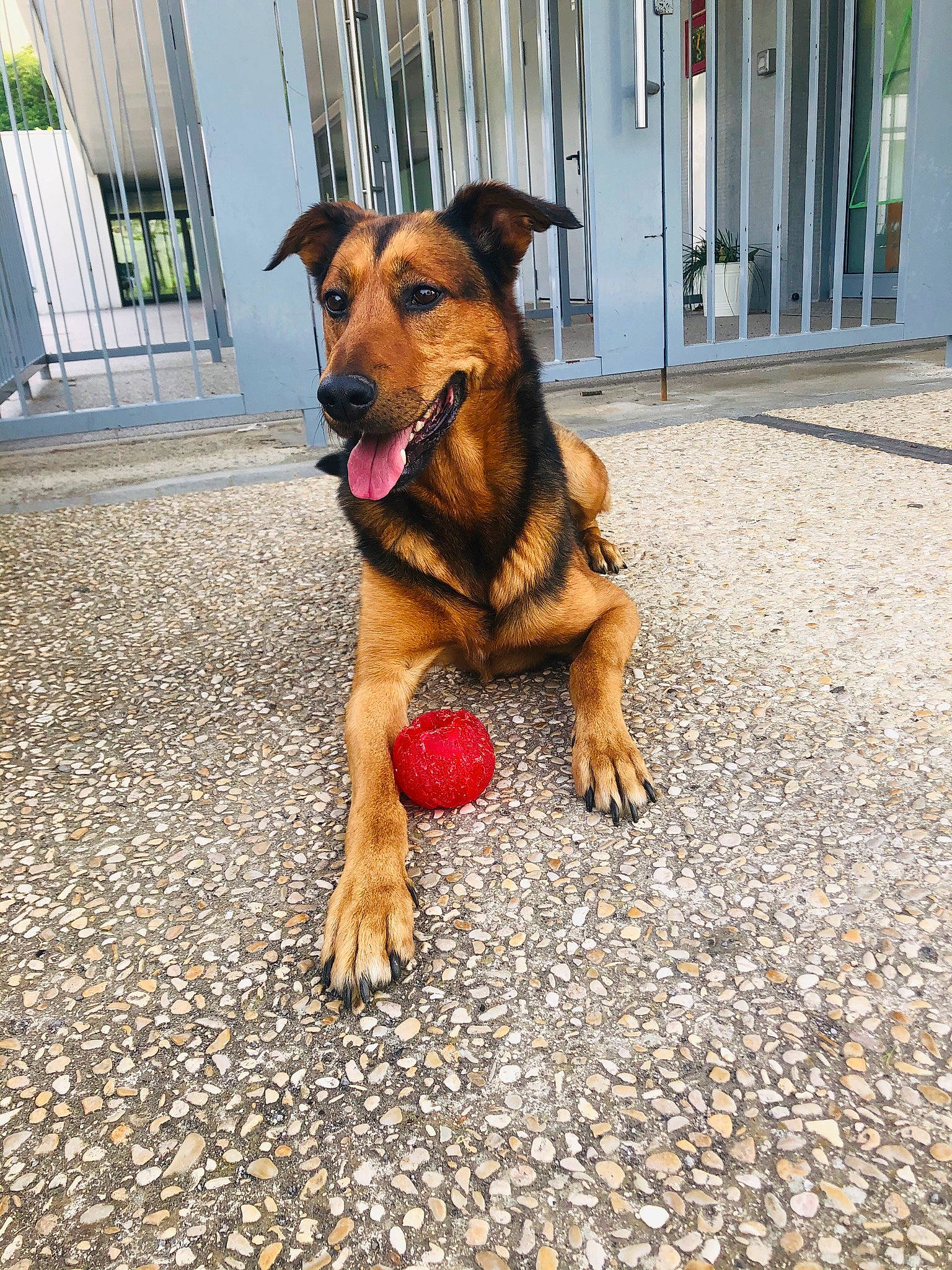 Mayto participe au concours pour gagner de l'argent avec cette photo : asphalt, carnivore, cobblestone, collar, companion_dog, dog, dog_breed, dog_supply, door, fawn, flooring, leash, road, road_surface, sidewalk, snout, soil, sporting_group, street, street_dog