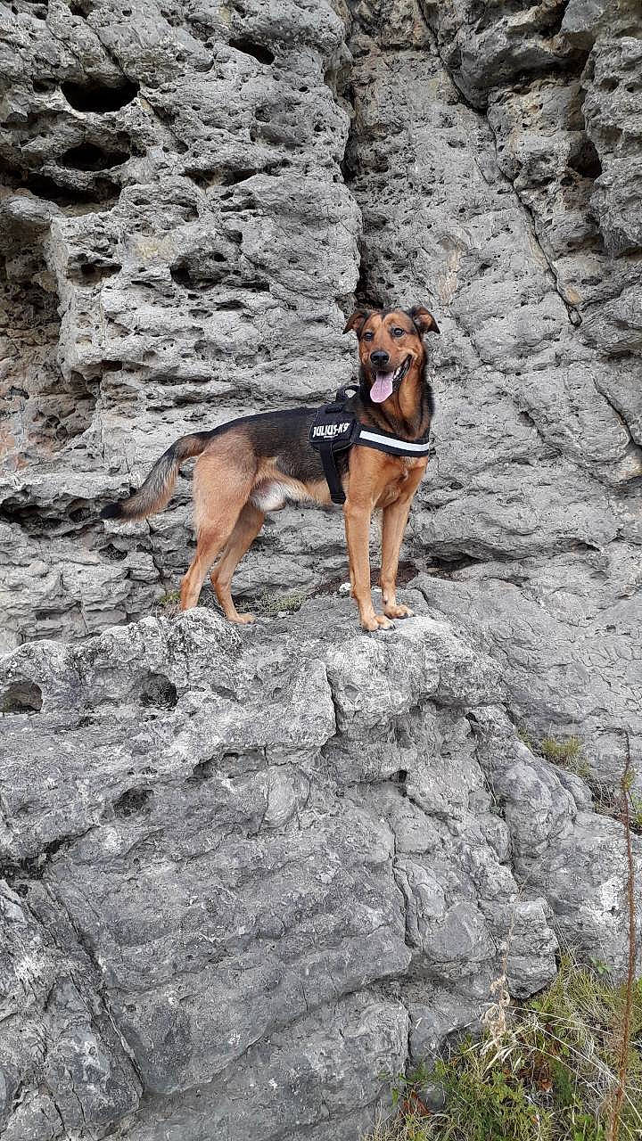 Mayto a rejoint le concours — aidez-le/la à gagner de superbes lots ! adventure, bedrock, canidae, carnivore, dog, dog_breed, dog_hiking, fault, fawn, fun, leisure, mountain, outcrop, plant, recreation, rock, sporting_group, walking, working_animal, working_dog