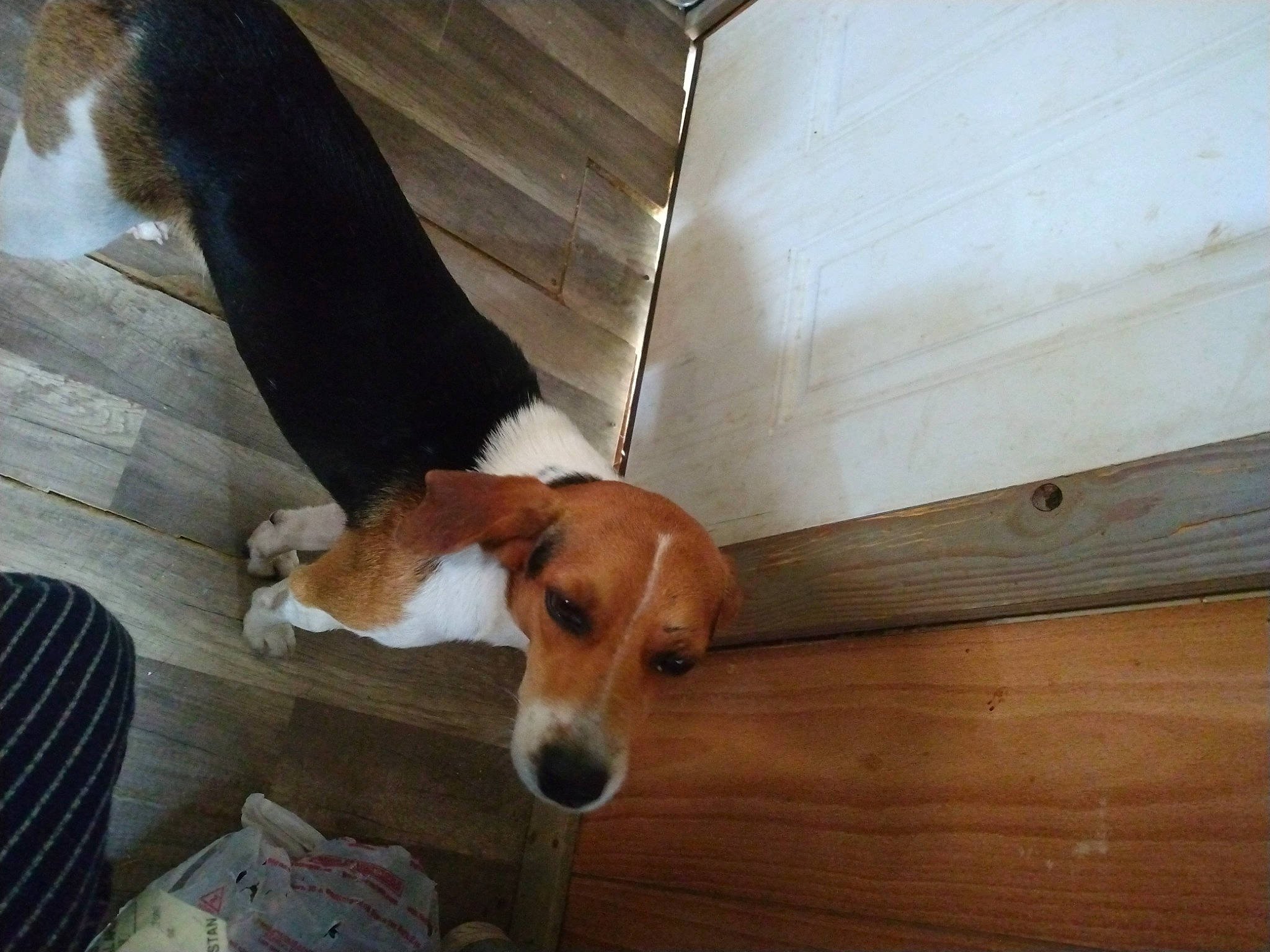 Nathen is registered to the contest to win money with this photo: carnivore, collar, comfort, companion_dog, dog, dog_breed, dog_supply, fawn, flooring, hardwood, hound, pet_supply, plank, plywood, scent_hound, snout, tail, varnish, wood, wood_stain