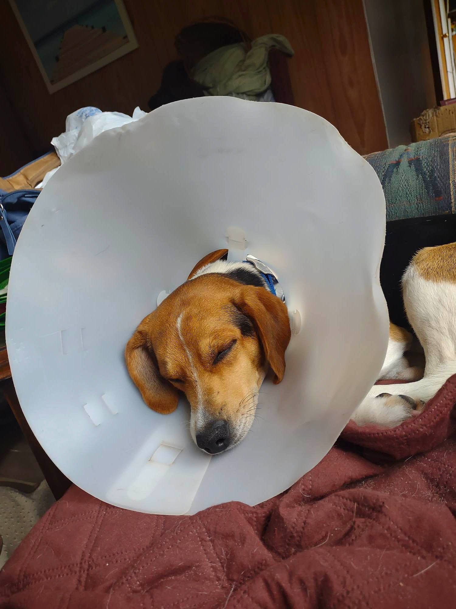 Nathen joined the competition — help win amazing prizes! beaglier, canidae, carnivore, comfort, companion_dog, dog, dog_bed, dog_breed, dog_supply, fawn, flooring, fur, hound, nap, pet_supply, scent_hound, sleep, snout, sporting_group, working_animal