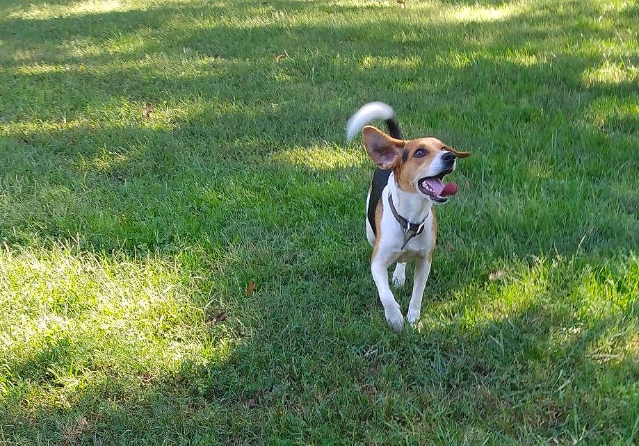 Nathen joined the competition — help win amazing prizes! canidae, carnivore, collar, companion_dog, dog, dog_breed, dog_collar, dog_walking, fawn, grass, groundcover, leash, non_sporting_group, plant, sighthound, sporting_group, tail, toy_dog, working_animal, working_dog