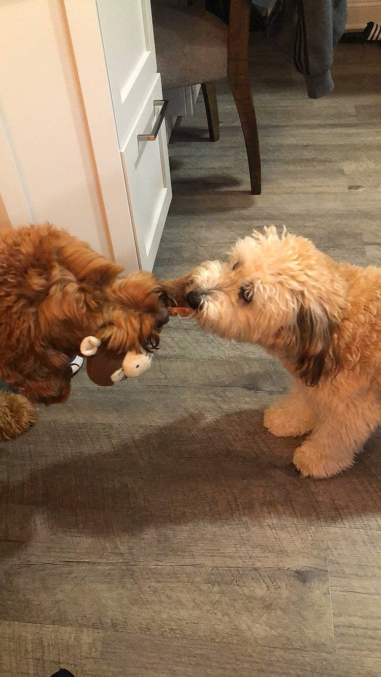 Roxy And Luna is registered to the contest to win money with this photo: canidae, carnivore, cavapoo, cockapoo, companion_dog, dog, dog_breed, dutch_smoushond, goldendoodle, havanese, irish_soft_coated_wheaten_terrier, maltepoo, mammal, poodle_crossbreed, schnoodle, sporting_group, sporting_lucas_terrier, terrier, tibetan_terrier, vertebrate