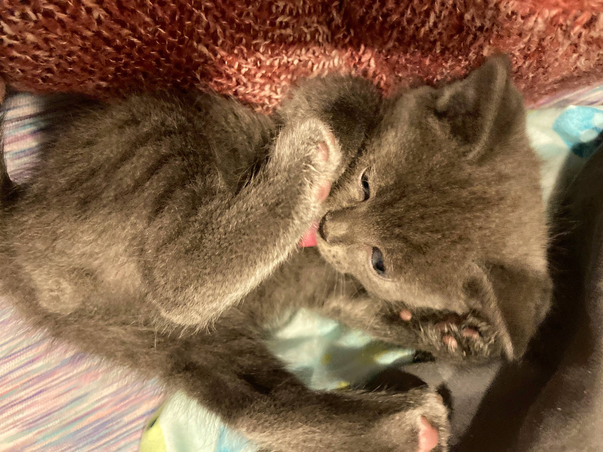 Ashtrey is registered to the contest to win money with this photo: carnivore, cat, claw, domestic_short_haired_cat, felidae, fur, paw, small_to_medium_sized_cats, snout, tail, terrestrial_animal, whiskers, wildlife