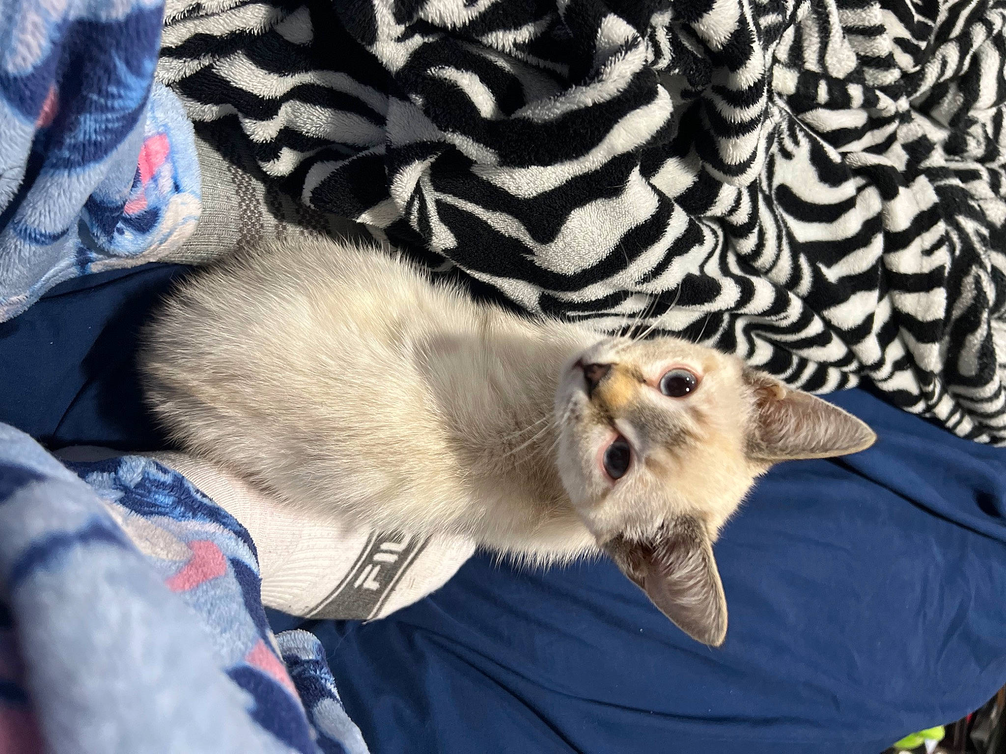 Mary Jane joined the competition — help win amazing prizes! canidae, carnivore, cat, claw, companion_dog, dog_breed, domestic_short_haired_cat, fawn, felidae, fur, mustelidae, paw, small_to_medium_sized_cats, snout, sporting_group, tail, tree, whiskers, wildlife, wood