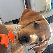 Rusty is registered to the contest to win money with this photo: puppy, dog, pet, animal, toy, indoor, closeup, paw, brown, orange, cute, young, canine, fur, face, ears, snout, collar, playful, light
