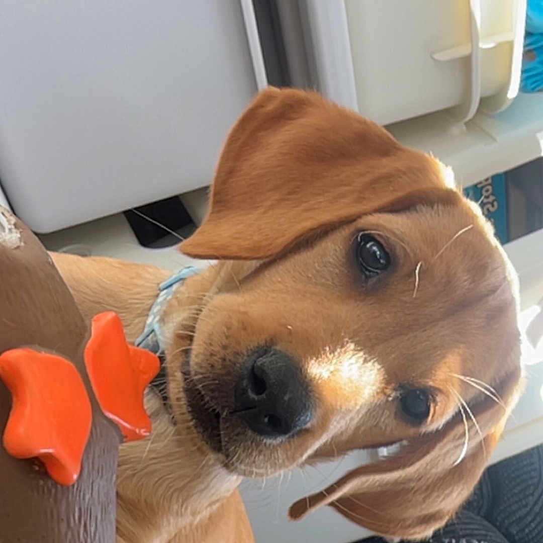 Rusty is registered to the contest to win money with this photo: animal, brown, canine, closeup, collar, cute, dog, ears, face, fur, indoor, light, orange, paw, pet, playful, puppy, snout, toy, young