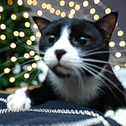 Missy Luhu joined the competition — help win amazing prizes! animal, background, black_and_white, blurred, bokeh, cat, close_up, cozy, curious, decor, feline, festive, indoor, lighting, night, paws, pet, soft_focus, string_lights, whiskers