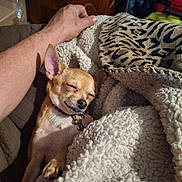 Peanut joined the competition — help win amazing prizes! dog, chihuahua, blanket, leopard_print, sleepy, cozy, human_arm, indoor, furniture, resting, pet, small_dog, fur, collar, tag, comfort, relaxation, warmth, closeup, animal