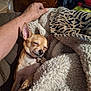 dog, chihuahua, blanket, leopard_print, sleepy, cozy, human_arm, indoor, furniture, resting, pet, small_dog, fur, collar, tag, comfort, relaxation, warmth, closeup, animal