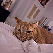 Ted is registered to the contest to win money with this photo: cat, ginger_cat, orange_cat, sleepy, relaxed, bed, bedding, blanket, bedroom, cozy, indoor, pet, feline, whiskers, ears, close_up, portrait, soft_lighting, home, resting