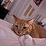 cat, ginger_cat, orange_cat, sleepy, relaxed, bed, bedding, blanket, bedroom, cozy, indoor, pet, feline, whiskers, ears, close_up, portrait, soft_lighting, home, resting
