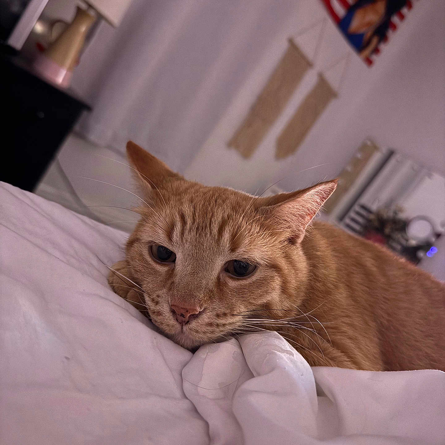 Ted is registered to the contest to win money with this photo: cat, ginger_cat, orange_cat, sleepy, relaxed, bed, bedding, blanket, bedroom, cozy, indoor, pet, feline, whiskers, ears, close_up, portrait, soft_lighting, home, resting