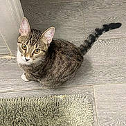 Chloe is registered to the contest to win money with this photo: cat, tabby, pet, animal, indoor, floor, tile, rug, curious, looking_up, whiskers, ears, tail, feline, domestic, young_cat, striped, fur, cute, companion