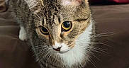 Chloe joined the competition — help win amazing prizes! cat, tabby_cat, pet, animal, feline, whiskers, curious, indoor, close_up, yellow_eyes, fur, striped, cute, domestic_animal, mammal, paws, resting, brown, soft, focused