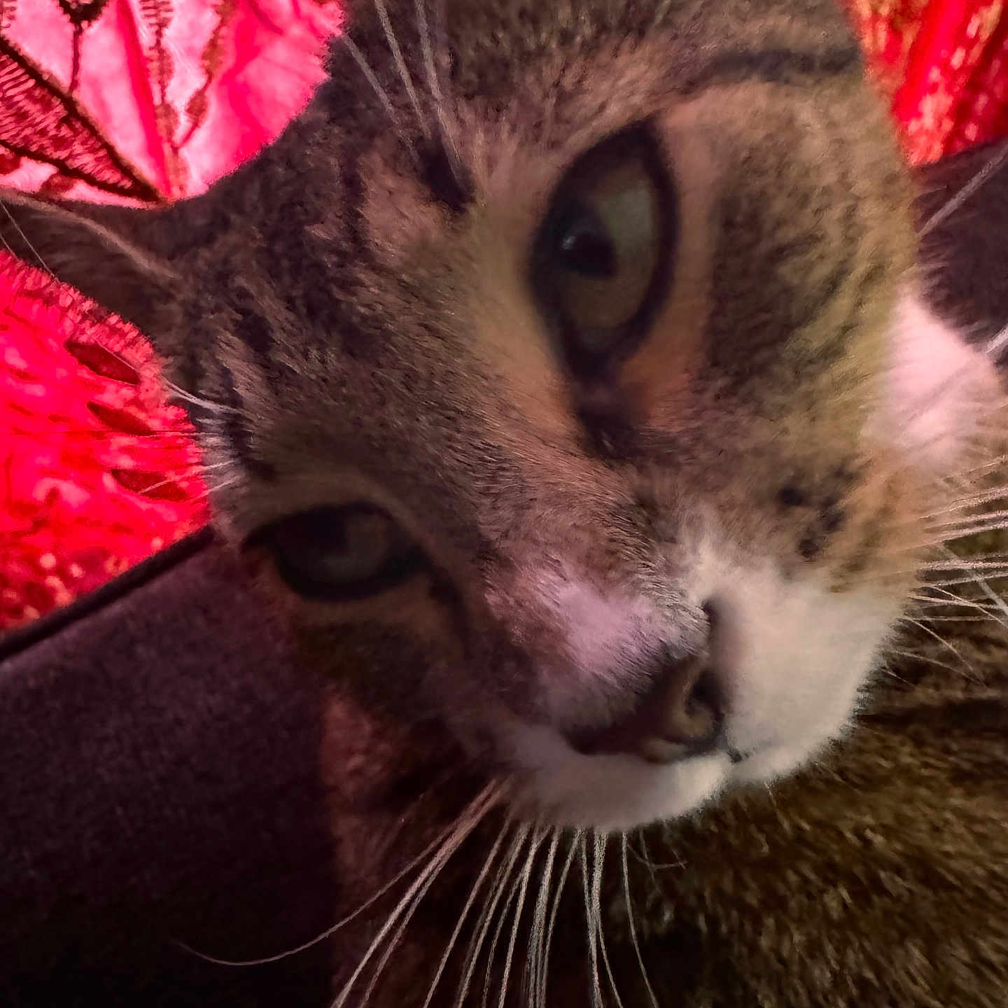 Chloe