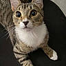 Chloe joined the competition — help win amazing prizes! cat, tabby, white_paws, pet, animal, feline, whiskers, ears, curious, alert, indoor, closeup, portrait, fur, eyes, cute, mammal, domestic_animal, tabby_cat, looking_up