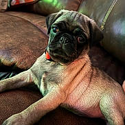 Churro is registered to the contest to win money with this photo: puppy, pug, dog, leather_couch, pet, young_dog, animal, indoor, cute, brown, fur, collar, resting, small_dog, canine, portrait, looking, cozy, home, relaxing