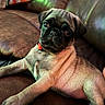 puppy, pug, dog, leather_couch, pet, young_dog, animal, indoor, cute, brown, fur, collar, resting, small_dog, canine, portrait, looking, cozy, home, relaxing